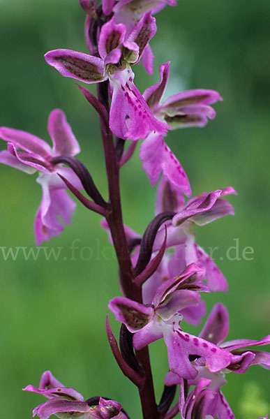 Atlas-Knabenkraut (Orchis patens)