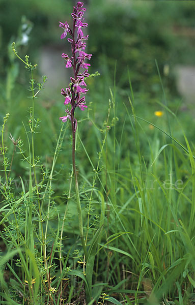 Atlas-Knabenkraut (Orchis patens)