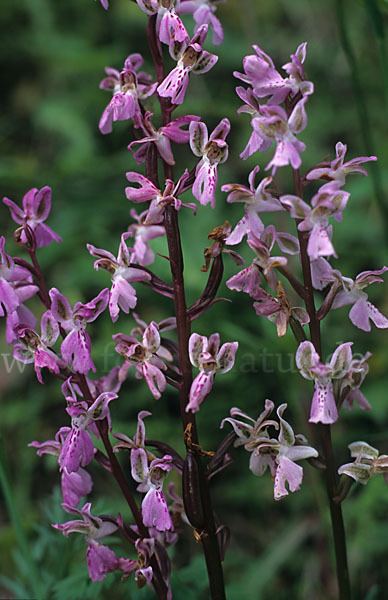 Atlas-Knabenkraut (Orchis patens)