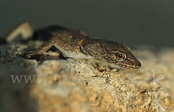 Atlas-Taggecko (Quedenfeldita trachyblepharus)