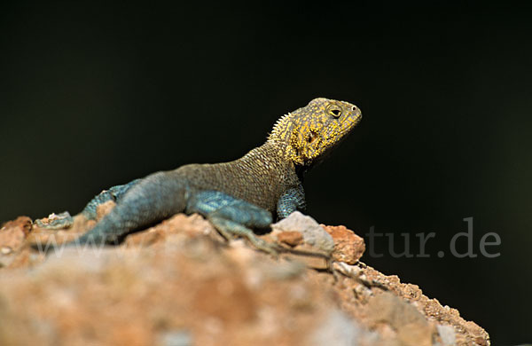 Atlasagame (Agama bibroni)