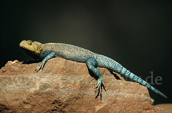 Atlasagame (Agama bibroni)