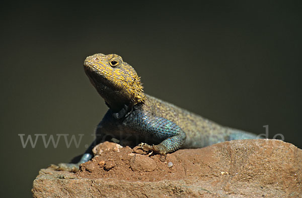 Atlasagame (Agama bibroni)