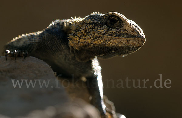 Atlasagame (Agama bibroni)