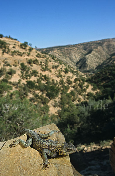 Atlasagame (Agama bibroni)