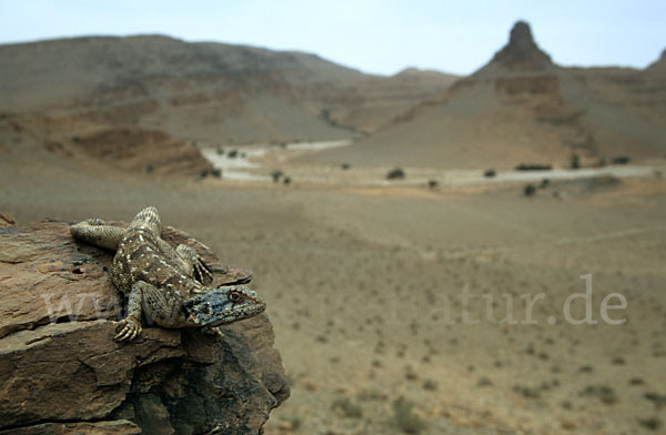 Atlasagame (Agama bibroni)