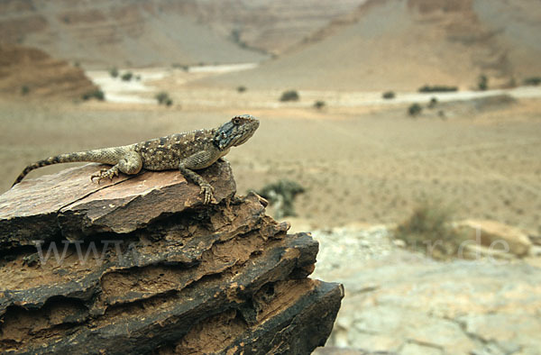 Atlasagame (Agama bibroni)