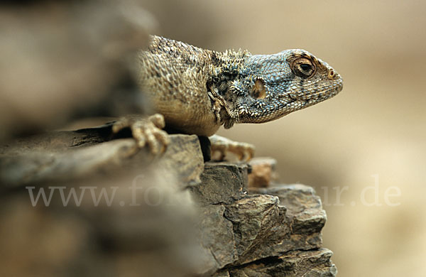 Atlasagame (Agama bibroni)