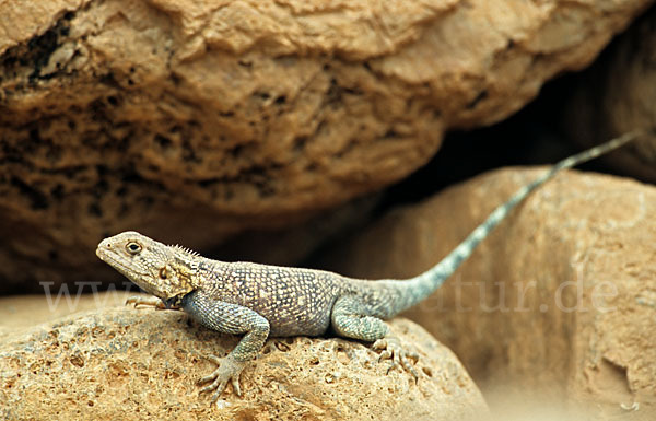 Atlasagame (Agama bibroni)