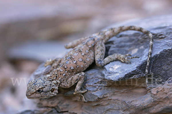 Atlasagame (Agama bibroni)