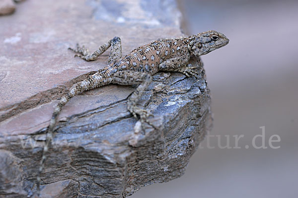 Atlasagame (Agama bibroni)