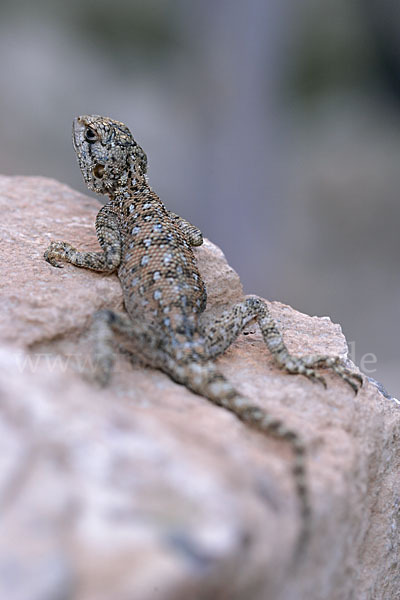 Atlasagame (Agama bibroni)