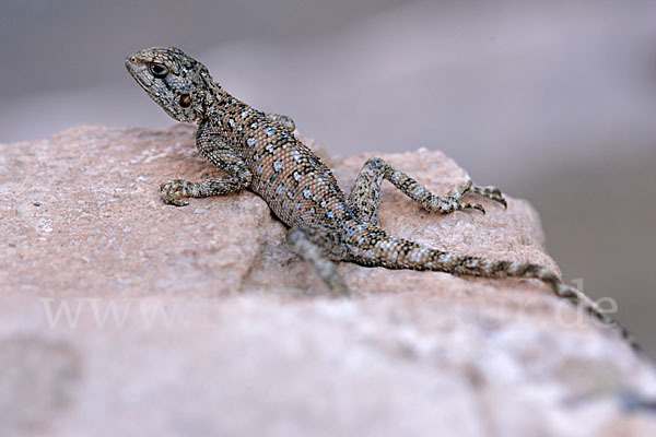 Atlasagame (Agama bibroni)