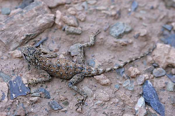 Atlasagame (Agama bibroni)