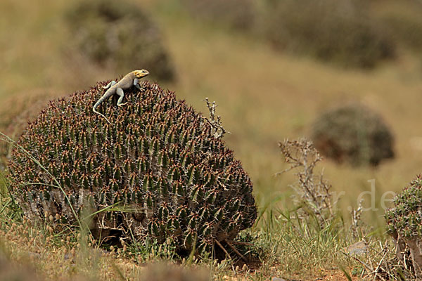 Atlasagame (Agama bibroni)