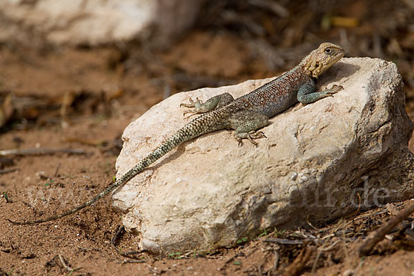 Atlasagame (Agama bibroni)