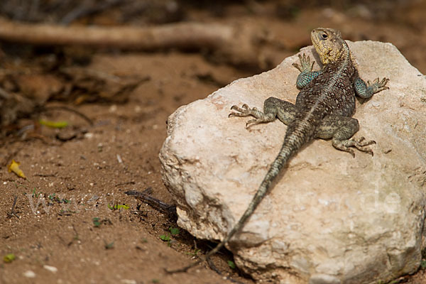 Atlasagame (Agama bibroni)