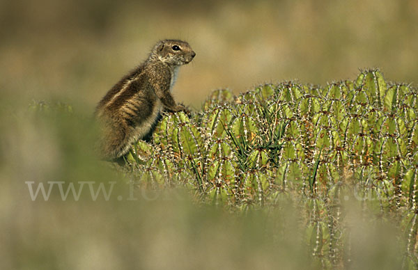 Atlashörnchen (Atlantoxerus getulus)