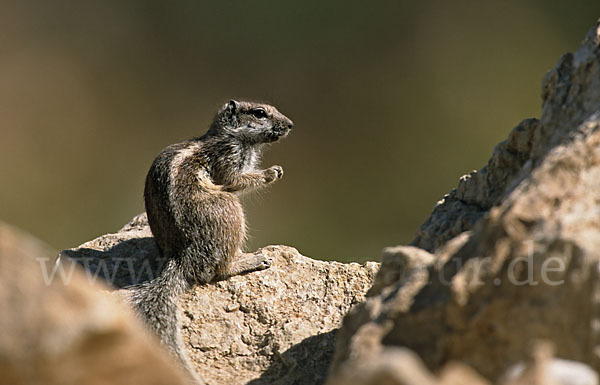 Atlashörnchen (Atlantoxerus getulus)