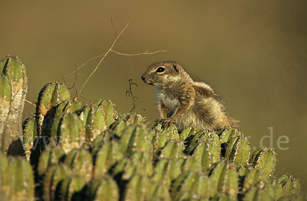 Atlashörnchen (Atlantoxerus getulus)