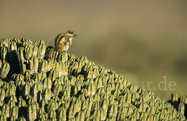 Atlashörnchen (Atlantoxerus getulus)