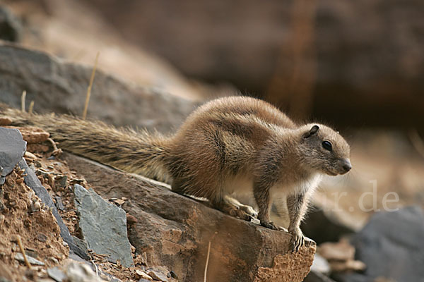 Atlashörnchen (Atlantoxerus getulus)