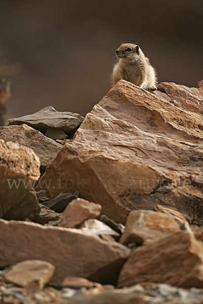 Atlashörnchen (Atlantoxerus getulus)