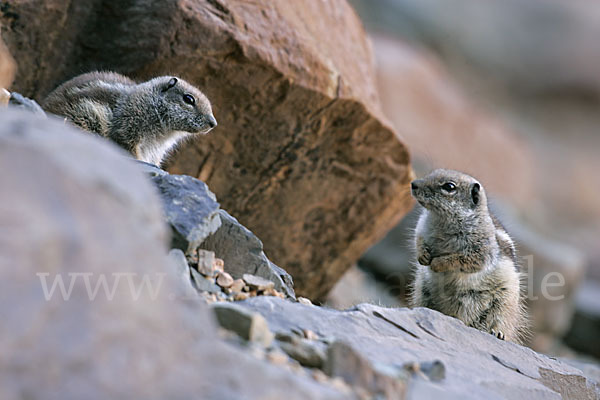 Atlashörnchen (Atlantoxerus getulus)