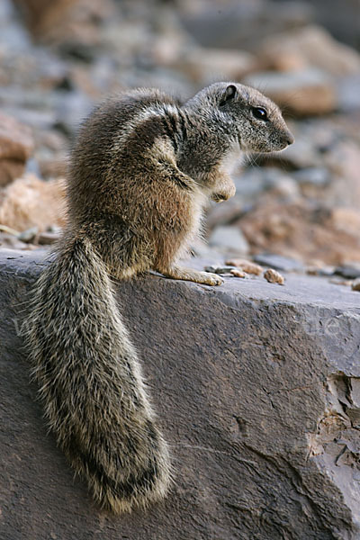 Atlashörnchen (Atlantoxerus getulus)