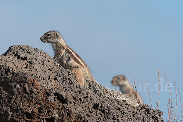 Atlashörnchen (Atlantoxerus getulus)