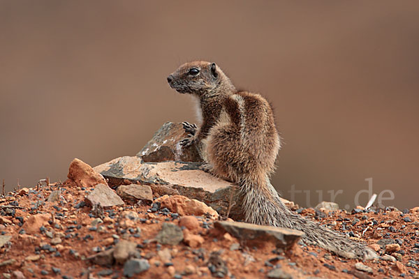 Atlashörnchen (Atlantoxerus getulus)