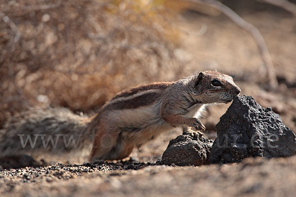 Atlashörnchen (Atlantoxerus getulus)