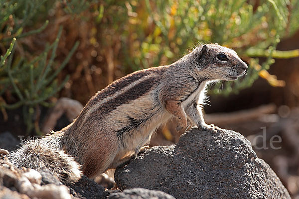 Atlashörnchen (Atlantoxerus getulus)