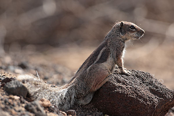 Atlashörnchen (Atlantoxerus getulus)