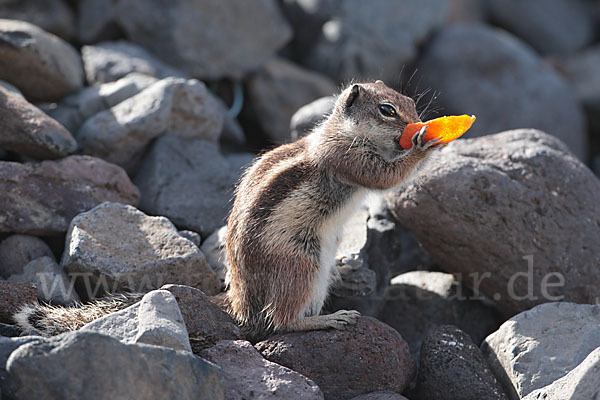 Atlashörnchen (Atlantoxerus getulus)