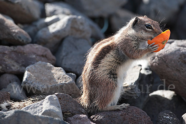 Atlashörnchen (Atlantoxerus getulus)