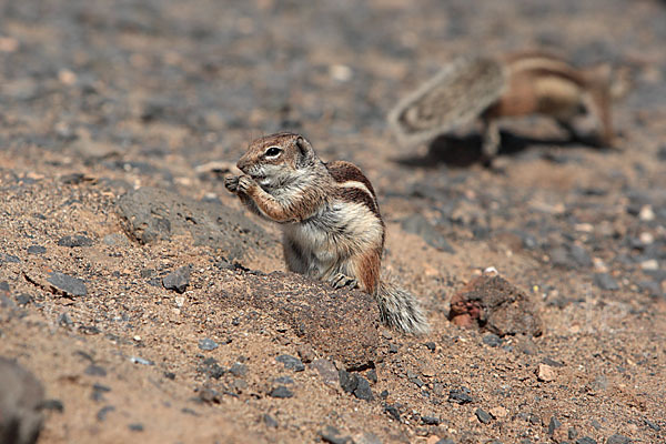 Atlashörnchen (Atlantoxerus getulus)