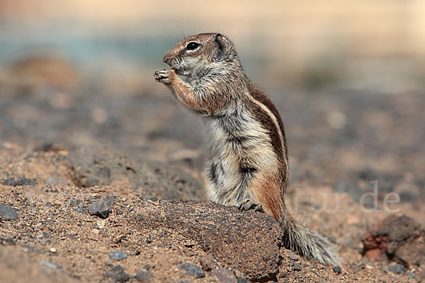 Atlashörnchen (Atlantoxerus getulus)