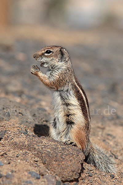 Atlashörnchen (Atlantoxerus getulus)