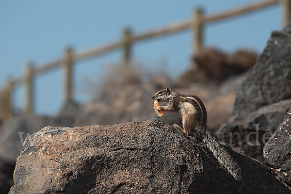 Atlashörnchen (Atlantoxerus getulus)