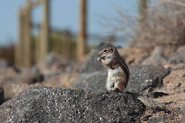 Atlashörnchen (Atlantoxerus getulus)