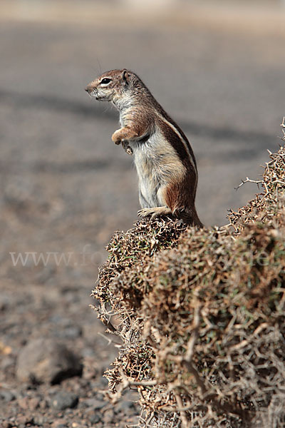 Atlashörnchen (Atlantoxerus getulus)