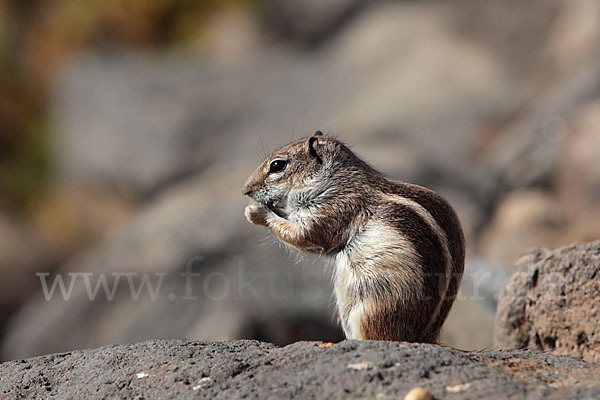 Atlashörnchen (Atlantoxerus getulus)