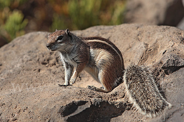 Atlashörnchen (Atlantoxerus getulus)