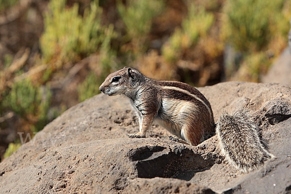 Atlashörnchen (Atlantoxerus getulus)