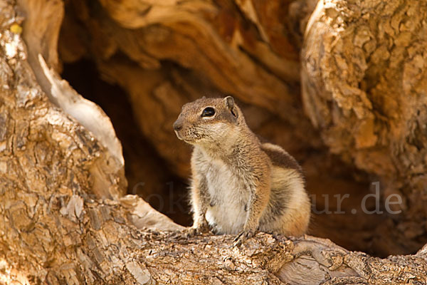 Atlashörnchen (Atlantoxerus getulus)