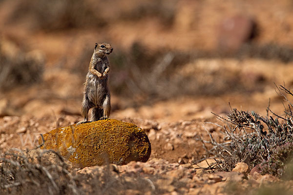 Atlashörnchen (Atlantoxerus getulus)