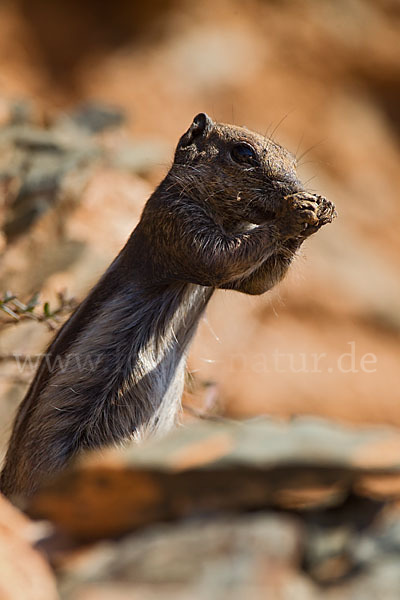 Atlashörnchen (Atlantoxerus getulus)