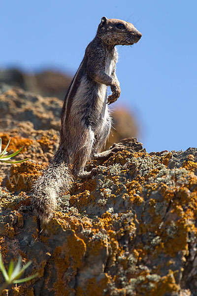 Atlashörnchen (Atlantoxerus getulus)