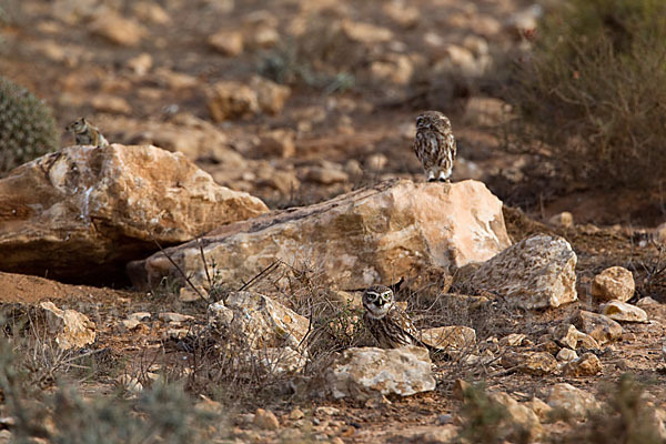 Atlashörnchen (Atlantoxerus getulus)